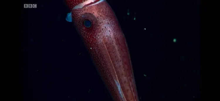 Strawberry squid (Histioteuthis heteropsis) as shown in Blue Planet II - The Deep